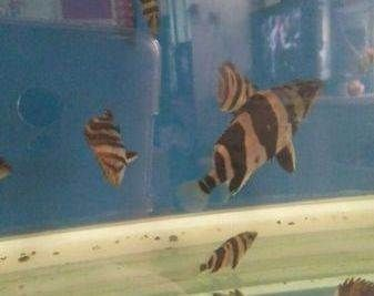 5公分虎苗好養嗎：5公分的虎魚苗好養嗎