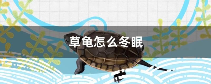 草龜怎么冬眠