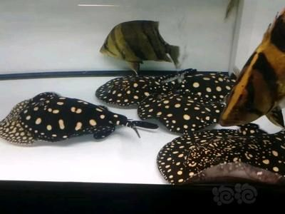 魟魚一次繁殖幾個小時：魟魚的繁殖過程并不是按照小時來計算的，而是涉及到一系列復雜的生理和行為過程