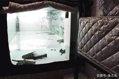 魟魚一次繁殖幾個小時：魟魚的繁殖過程并不是按照小時來計算的，而是涉及到一系列復雜的生理和行為過程