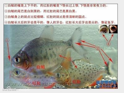 虎魚得了白毛病怎么治療圖片：虎魚得了白毛病怎么辦 虎魚得了白毛病怎么治療圖片：虎魚得了白毛病怎么辦 虎魚百科 第1張