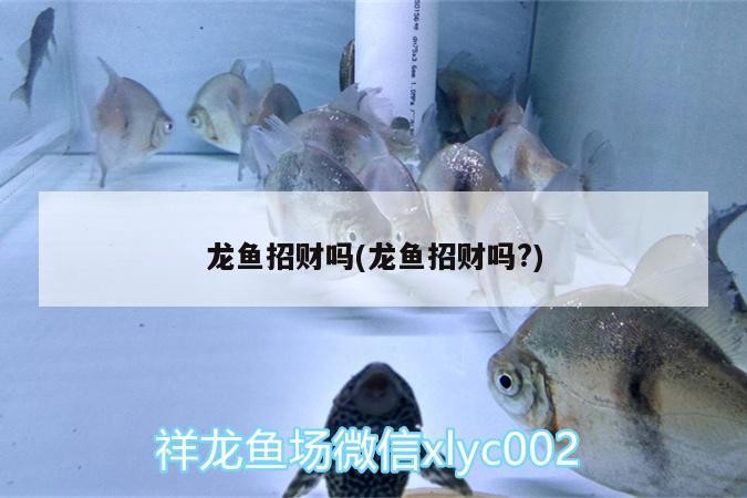 龍魚招財嗎(龍魚招財嗎?)