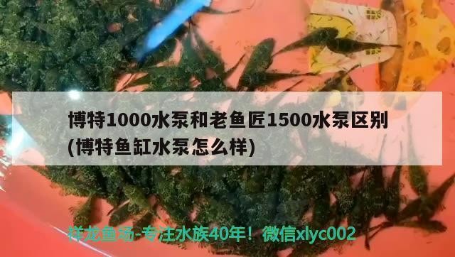 博特1000水泵和老魚匠1500水泵區(qū)別(博特魚缸水泵怎么樣) 博特1000水泵和老魚匠1500水泵區(qū)別(博特魚缸水泵怎么樣) 博特水族