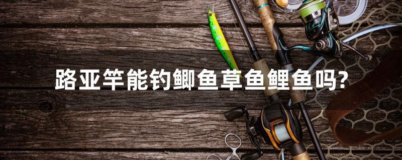 鸚鵡魚和銀龍魚混養怎樣喂食 路亞竿能釣鯽魚草魚鯉魚嗎? 馬來西亞咖啡 路亞竿能釣鯽魚草魚鯉魚嗎? 路亞竿能釣鯽魚草魚鯉魚嗎? 馬來西亞咖啡
