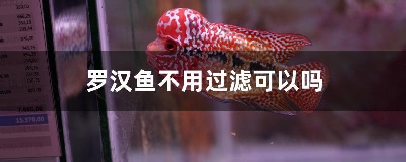 羅漢魚不用過濾可以嗎