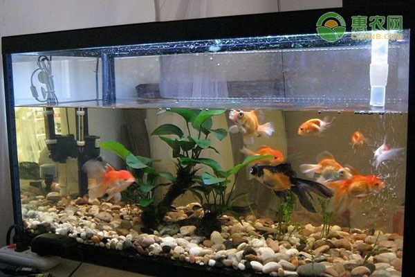 魚缸看看魚缸，魚缸風水擺放的最佳方位