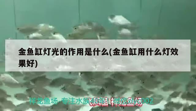 金魚缸燈光的作用是什么(金魚缸用什么燈效果好)
