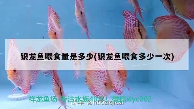 龍魚用手喂還是鑷子vs祥龍魚場：龍魚手喂的風險鑷子喂食的正確方法祥龍魚場的評價