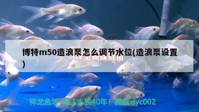 博特m50造浪泵怎么調節水位(造浪泵設置)