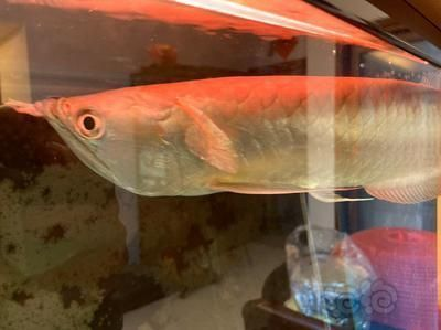 龍魚有傷多久能恢復正常vs祥龍魚場：如何判斷龍魚受傷后的飲食調整