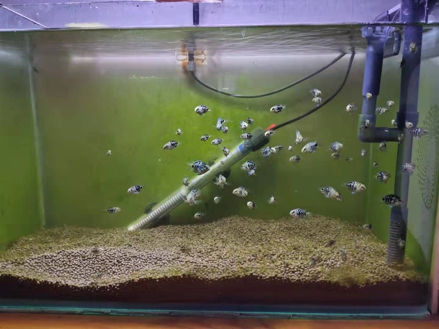 虎皮魚跳出魚缸設計與管理了解魚缸設計原則和管理技巧：虎皮魚為什么會跳出魚缸