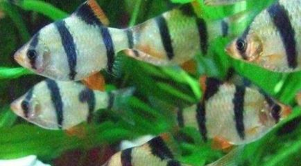 虎皮魚跳出魚缸設計與管理了解魚缸設計原則和管理技巧：虎皮魚為什么會跳出魚缸