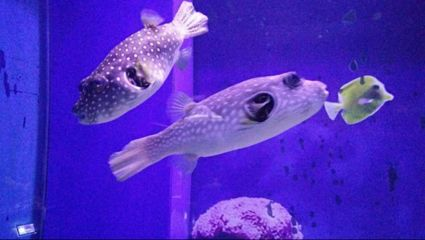 金龍魚廠和祥龍魚場是否有合作？，金龍魚廠與祥龍魚場之間是否存在合作關系，要不要我