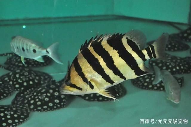 印尼虎魚喂食方法視頻：關(guān)于印尼虎魚喂食方法的一些資料