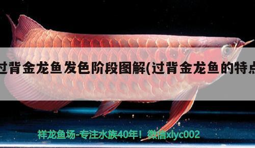 金龍魚廠和祥龍魚場是否有合作？，金龍魚廠與祥龍魚場之間是否存在合作關系，要不要我