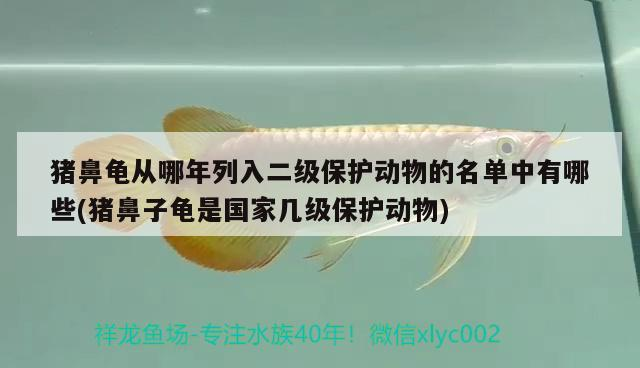 豬鼻龜從哪年列入二級保護動物的名單中有哪些(豬鼻子龜是國家?guī)准壉Ｗo動物)