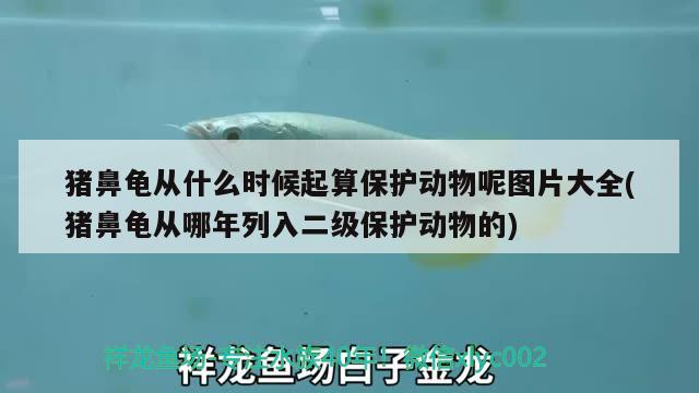 豬鼻龜從什么時候起算保護動物呢圖片大全(豬鼻龜從哪年列入二級保護動物的)