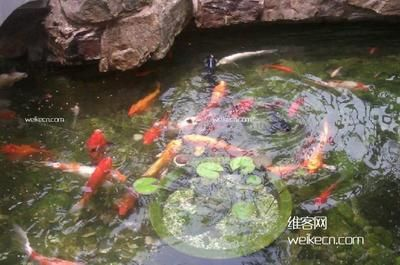 別墅魚(yú)池風(fēng)水布局圖（在設(shè)計(jì)別墅魚(yú)池時(shí)需要考慮的一些關(guān)鍵風(fēng)水因素）