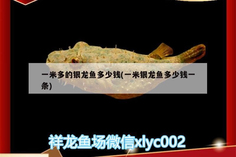 一米多的銀龍魚多少錢(一米銀龍魚多少錢一條)
