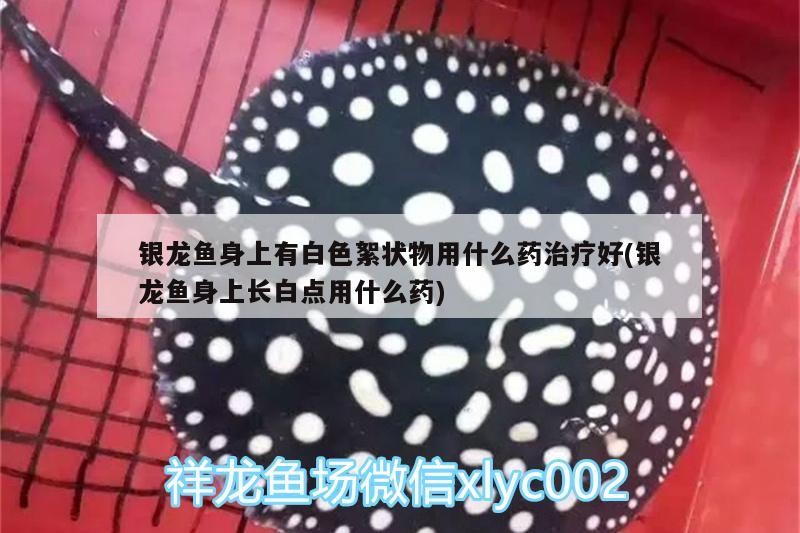 魚缸 銀龍魚身上有白色絮狀物用什么藥治療好(銀龍魚身上長白點用什么藥) 銀龍魚百科 銀龍魚身上有白色絮狀物用什么藥治療好(銀龍魚身上長白點用什么藥) 銀龍魚身上有白色絮狀物用什么藥治療好(銀龍魚身上長白點用什么藥) 銀龍魚百科