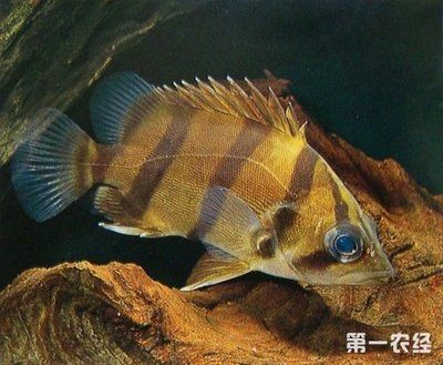 虎魚容易得什么病：虎魚常見的幾種疾病