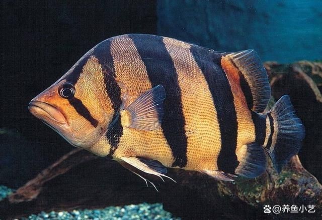 虎魚容易得什么病：虎魚常見的幾種疾病
