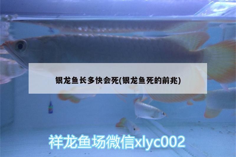 銀龍魚長多快會死(銀龍魚死的前兆)