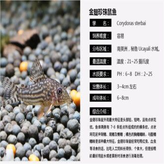 魟魚 價格表：魟魚價格表