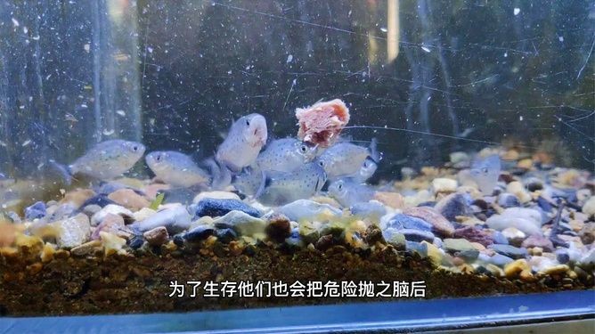 虎魚一個星期不吃東西怎么回事：虎魚一個星期不吃東西怎么回事,