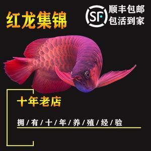紅龍魚活體魚怎么養活的快：紅龍魚養殖方法