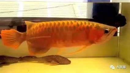 龍魚怎么養(yǎng)才會體型寬vs祥龍魚場：如何養(yǎng)好一條健康的龍魚