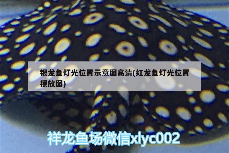 銀龍魚(yú)燈光位置示意圖高清(紅龍魚(yú)燈光位置擺放圖)