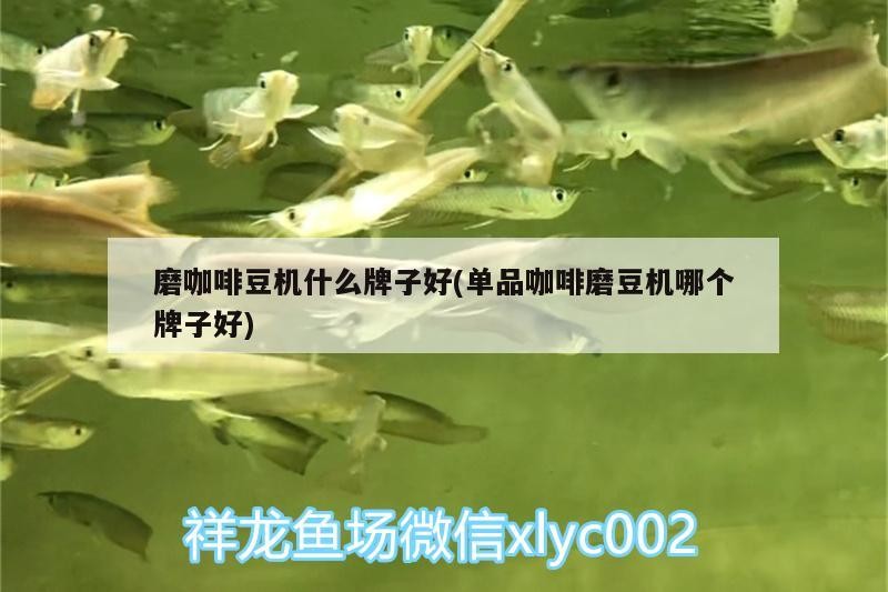 磨咖啡豆機什么牌子好(單品咖啡磨豆機哪個牌子好)