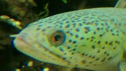 龍魚身上有白色絮狀物怎么治vs祥龍魚場：龍魚水質管理技巧