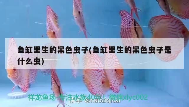 龍魚身上有白色絮狀物怎么治vs祥龍魚場：龍魚水質管理技巧