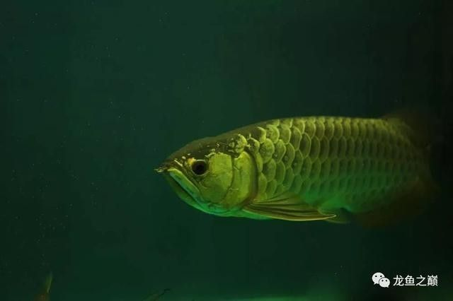 龍魚都有哪些品牌好養