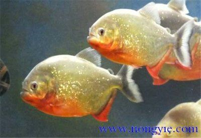 虎魚三條一起養可以嗎：虎魚三條一起養可行嗎