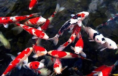 大魚一直趴在魚缸的水底不動：大魚趴在魚缸底部不動可能是由多種因素引起的