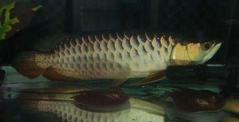 龍魚被凍了一晚上用下藥嗎會死嗎