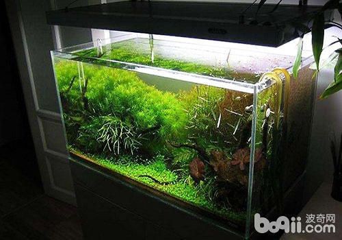 40厘米魚缸造景成本多少：40厘米魚缸造景成本