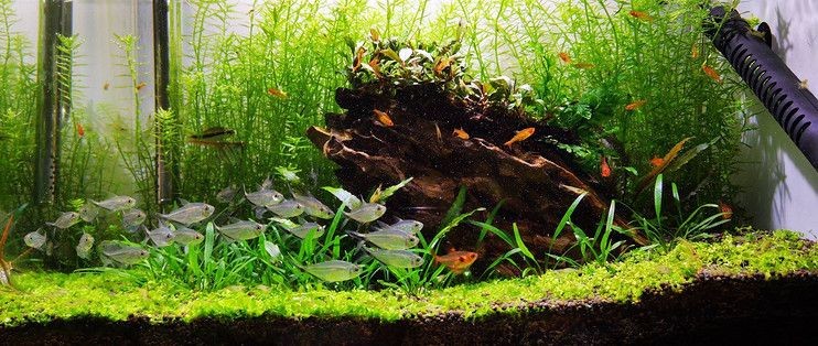 40厘米魚缸造景成本多少：40厘米魚缸造景成本