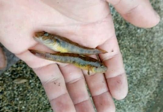 虎魚的營養價值在哪：虎魚的營養價值主要體現在其營養價值極其豐富的食物