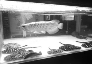 鞍山龍魚vs祥龍魚場（鞍山龍魚與祥龍魚場之間的差異之前，我們需要明確這兩個概念所指的對象）