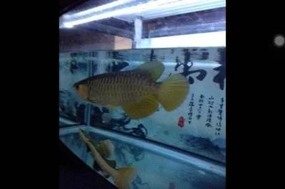 鞍山龍魚(yú)vs祥龍魚(yú)場(chǎng)（鞍山龍魚(yú)與祥龍魚(yú)場(chǎng)之間的差異之前，我們需要明確這兩個(gè)概念所指的對(duì)象）