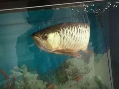 鞍山龍魚vs祥龍魚場（鞍山龍魚與祥龍魚場之間的差異之前，我們需要明確這兩個概念所指的對象）