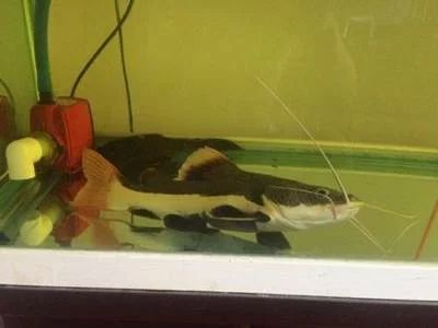 鞍山龍魚vs祥龍魚場（鞍山龍魚與祥龍魚場之間的差異之前，我們需要明確這兩個概念所指的對象）