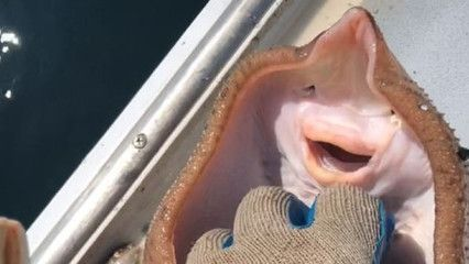 魟魚怕撓癢：魟魚怕撓癢[需手動填充][需手動填充]魚怕撓癢