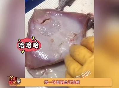 魟魚怕撓癢：魟魚怕撓癢[需手動填充][需手動填充]魚怕撓癢