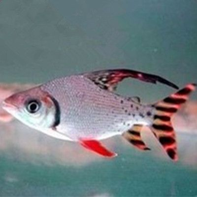 虎魚是冷水魚還是熱水魚好：虎魚是不適合在冷水環(huán)境中飼養(yǎng)的熱帶魚，虎魚是不適合飼養(yǎng)的
