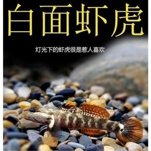 虎魚是冷水魚還是熱水魚好：虎魚是不適合在冷水環(huán)境中飼養(yǎng)的熱帶魚，虎魚是不適合飼養(yǎng)的